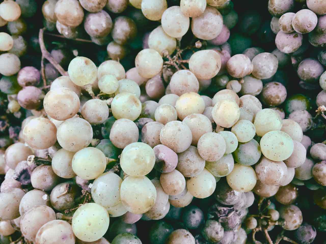 2016er Eiswein. Das gefrorene Lesegut verspricht hervorragende Qualität.
